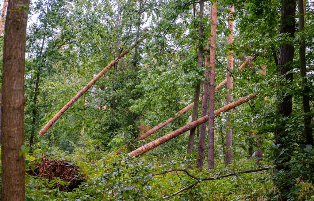 Auch der Zeitzer Forst, wie hier bei Breitenbach, ist von Totholz infolge des Klimawandels betroffen.