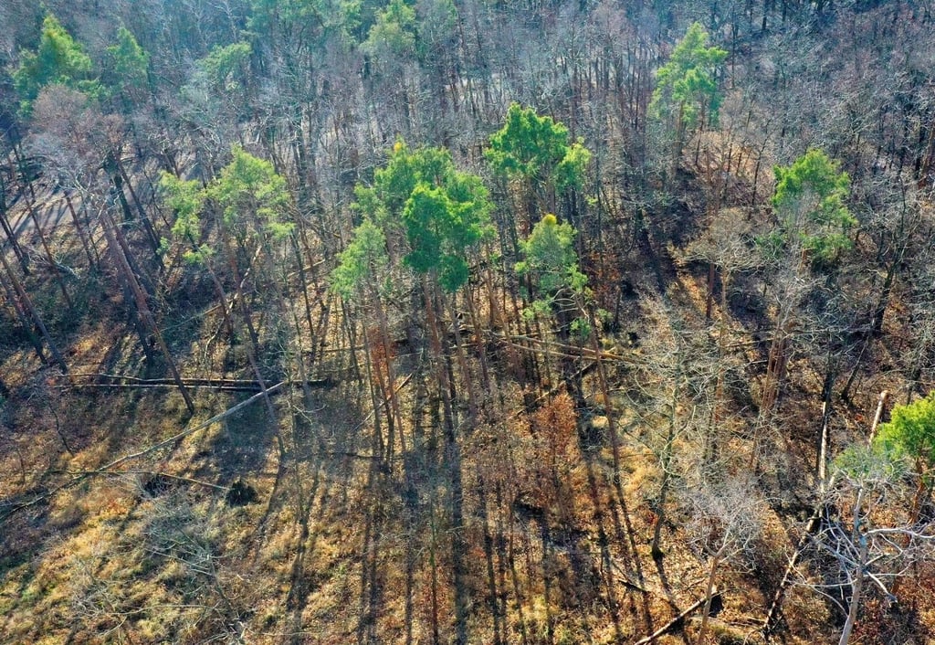 Aus der Luft zeigt sich das dramatische Ausmaß des Baumsterbens in der Dölauer Heide.