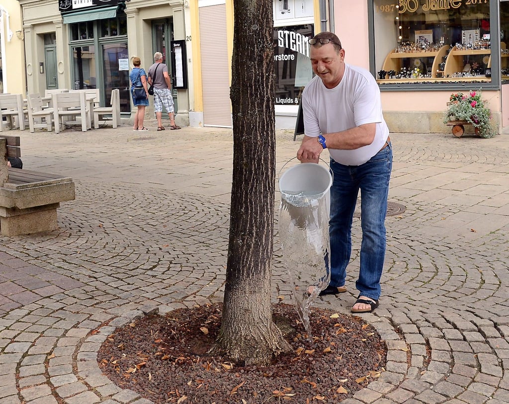 Andreas Otto, Goldschmiedemeister in der Zeitzer Innenstadt,   kümmert sich um eine Linde vor seinem Geschäft. Das hat er im Jahr 2019 (Foto) getan und auch in diesem warmen und trockenen Sommer. 