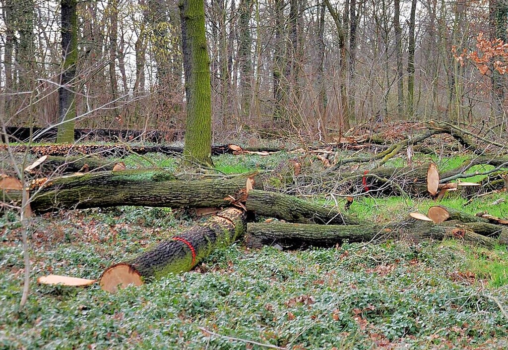 Im Zerbster Waldfrieden liegt einiges an Brennholz. Es darf aber nicht ohne weiteres mitgenommen werden.