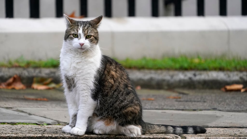 Die Polizei erlöste eine schwer verletzte Katze von ihrem Leid. Jedoch nicht durch einen Schuss aus der Dienstwaffe.