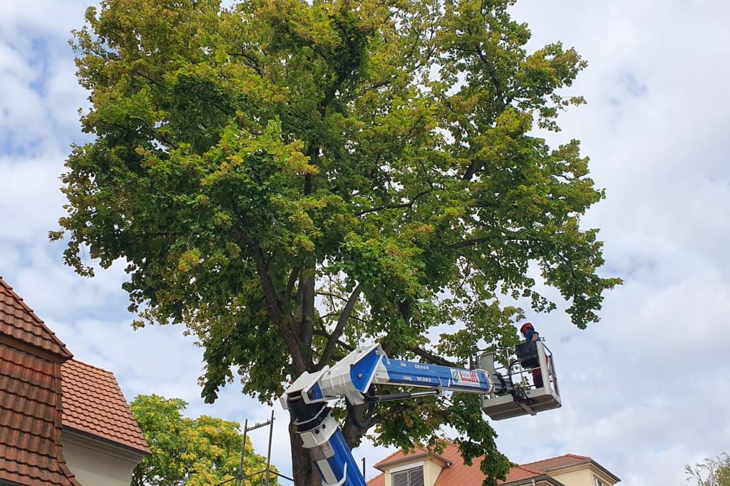 Diese Linde in der Lafontainestraße 20 in Halle wurde durch Bauarbeiten so stark beschädigt, dass sie gefällt werden musste.