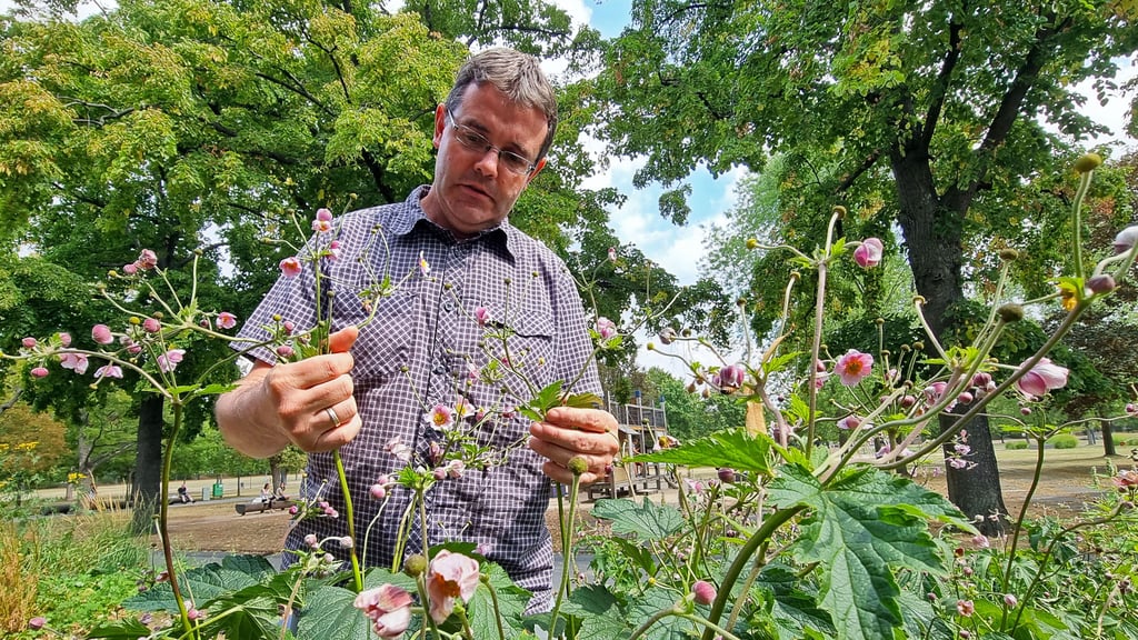 Die Herbstanemone blüht zwischen August und Oktober und kann unterschiedliche Farben haben. Auf der Herrenbreite ist sie hellrosa.