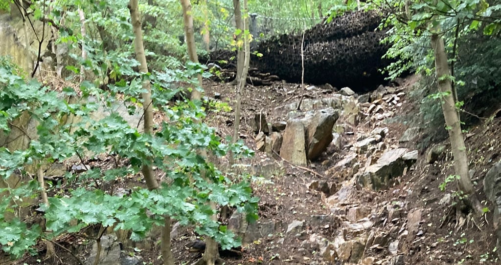 Unwetter im Harz: Im Bodetal hat es drei Murenabgänge gegeben. Einen großen Teil der Schlammlawine hat das Sicherheitsnetz aufgefangen.