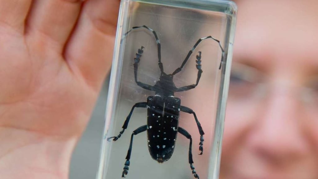 Der Asiatische Laubholzbockkäfer sieht ansehnlich aus, doch er kann heimischen Bäumen sehr gefährlich werden.