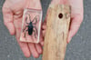 Ein in Kunstharz eingelassener Asiatischen Laubholzbockkäfers (ALB) und ein durch die Käfersorte beschädigtes Stück Holz.