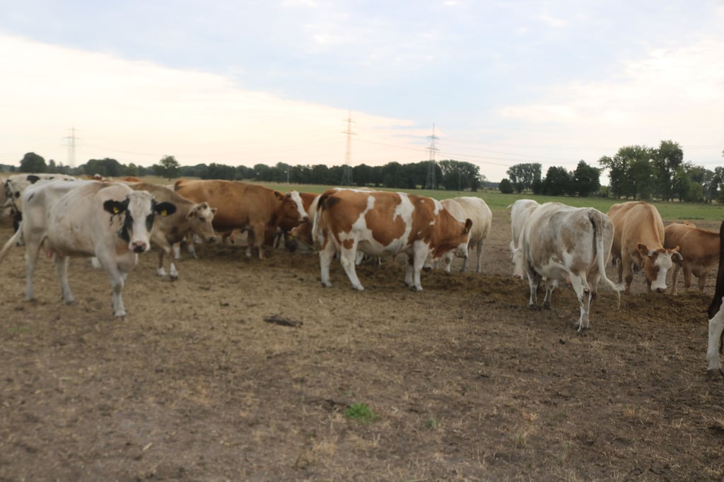 Kühe auf einer verdorrten Weide der Agricola Burgstall Agrar GmbH bekommen zusätzliches Futter.