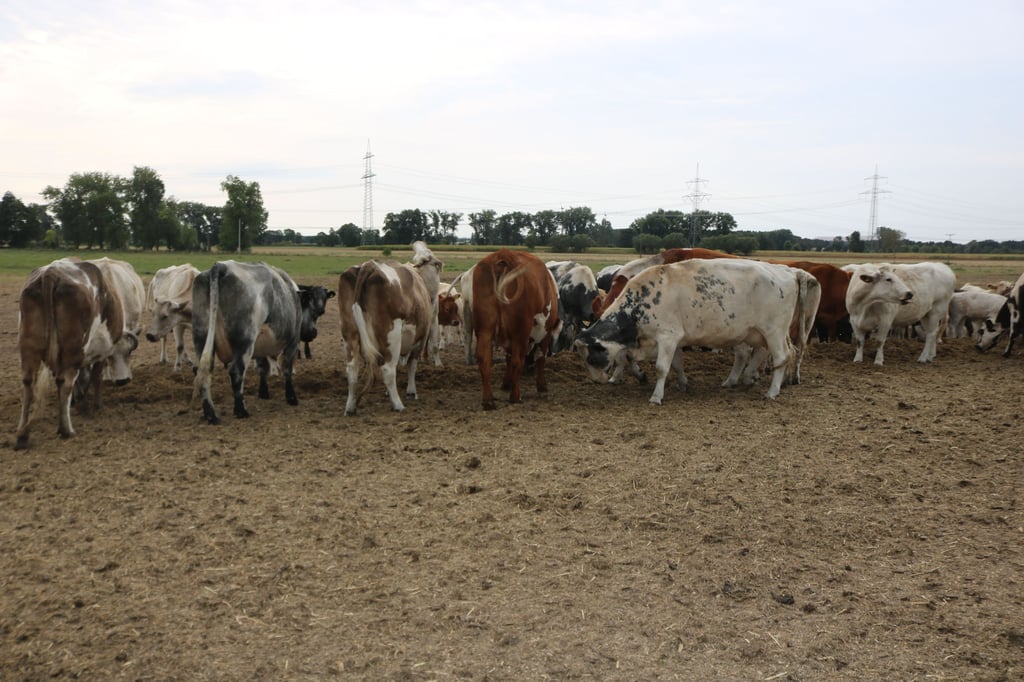 Küheder Agricola Burgstall Agrar GmbH bekommen auf verdorrten Weiden Zusatzfutter.
