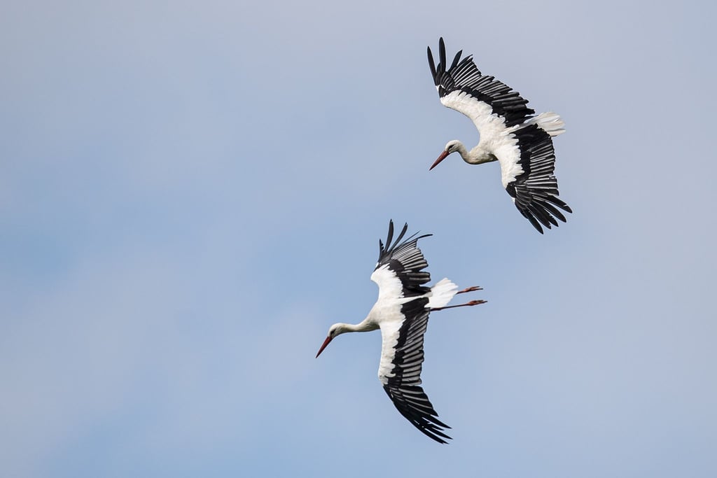 Störche fliegen.