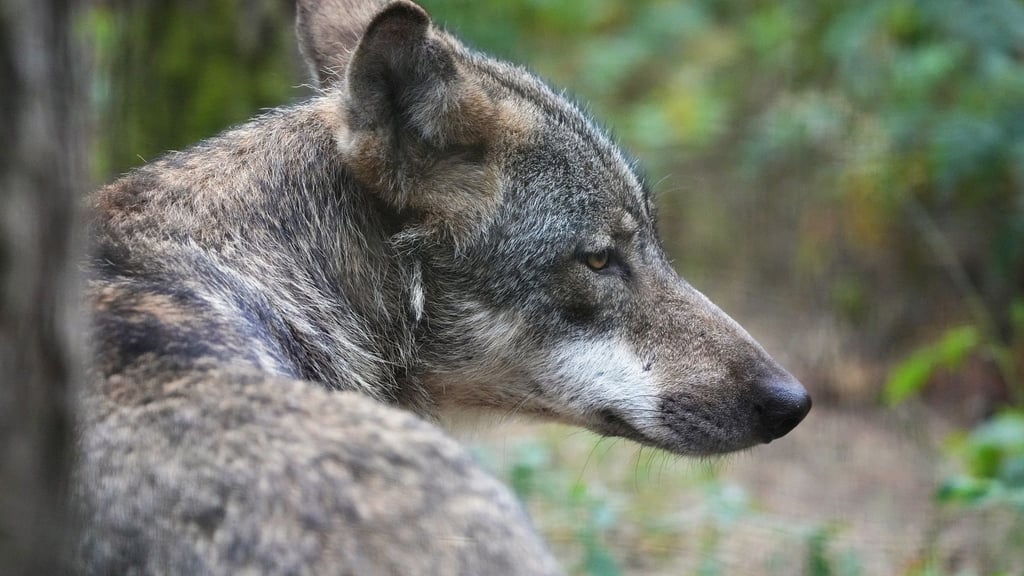 Ein Europäischer Wolf sitzt im Wildpark Schorfheide in Brandenburg.