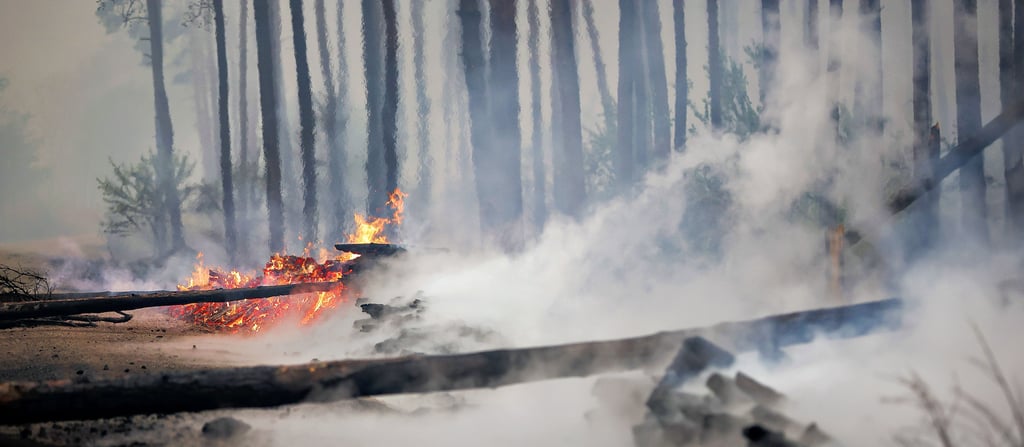 Die Trockenheit in diesem Jahr sorgte bis 31. August dieses Jahres für 157 Waldbrände in Sachsen-Anhalt.