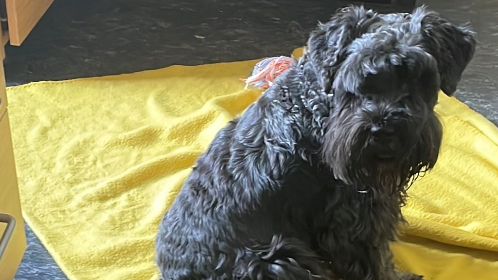Der Terrier Jack hatte es sich bei der Polizei gemütlich gemacht.