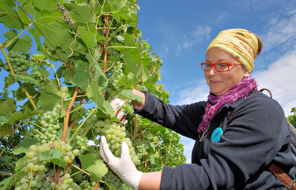 Erntehelfer wie Alexandra Findeis aus Kleindröben halten dem Weinberg seit vielen Jahren die Treue und unterstützen die Lese Jahr für Jahr.