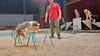 Guiliano Köllner (32) bei einer Trainingsstunde mit seinen Hunden: Lucky (Terrier-Mix) klettert an Hindernissen vorbei. Im Hintergrund warten Beppeli (von rechts), Balu, Bell und Amy auf ihren Auftritt.