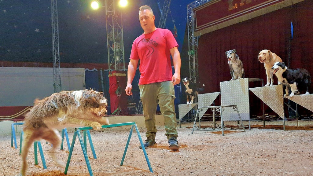 Guiliano Köllner (32) bei einer Trainingsstunde mit seinen Hunden: Lucky (Terrier-Mix) klettert an Hindernissen vorbei. Im Hintergrund warten Beppeli (von rechts), Balu, Bell und Amy auf ihren Auftritt.