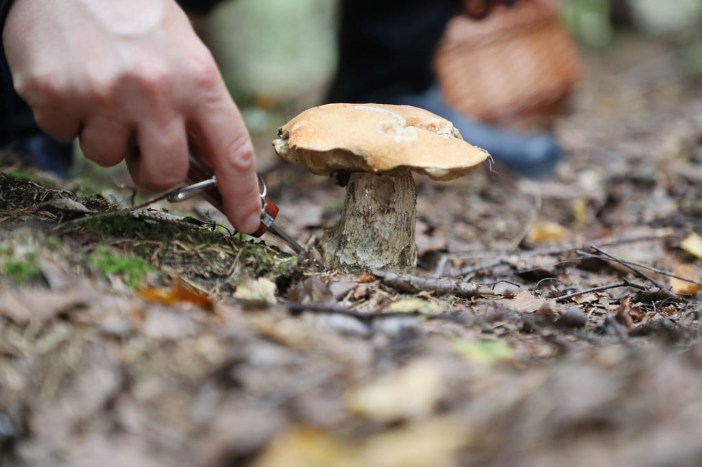 Eine Rotkappe wird in einem Wald geschnitten.