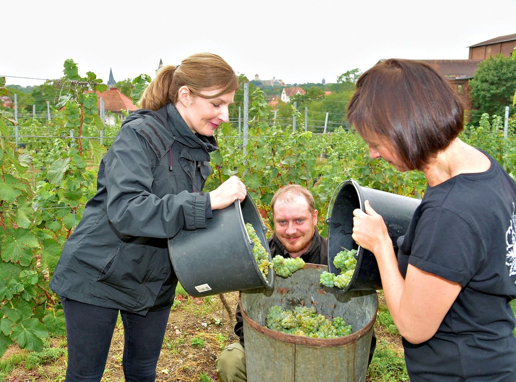 Franziska Geue (links), Lasse Grefermann und Bettina Kranhold ernten Wein der Sorte Sauvignon Blanc auf dem Weinberg Waladala.