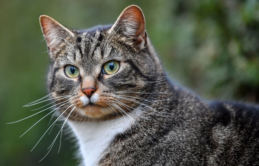 Eine Katze ist in Salzwedel von einem Unbekannten angeschossen worden.
