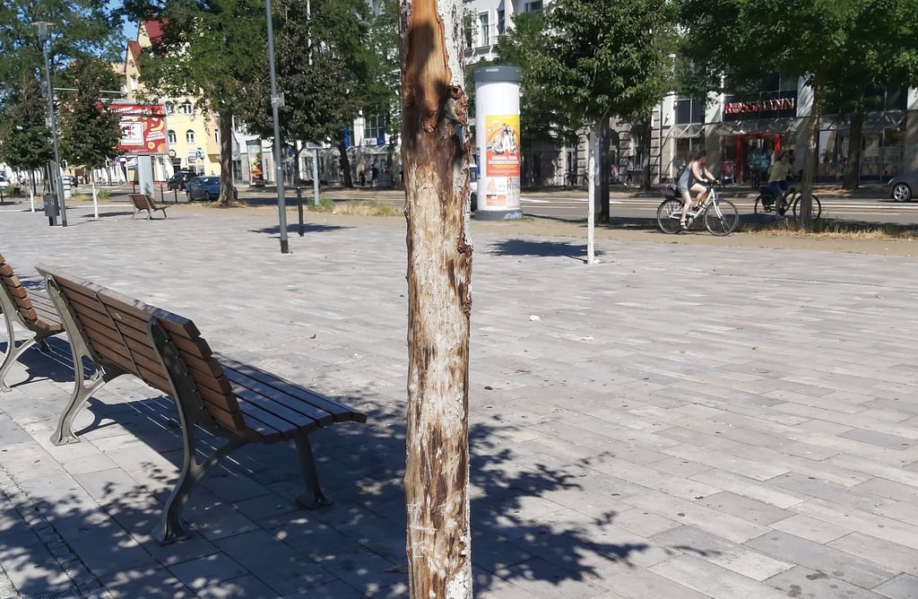 Die Bäume vor dem Magdeburger Gesundheitsamt wurden mutwillig zerstört.