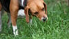 Wenn der Hund Gras frisst, kann es sein, dass es ihm einfach schmeckt - quasi als Snack im Vorbeigehen. Manche Hunde fressen es aber auch, wenn ihnen schlecht ist - um zu erbrechen.