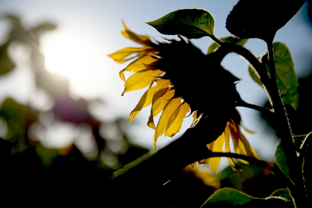 Mit 316 Litern/m² sind im Flächenmittel des Landkreises Wittenberg bis Ende August 56 Prozent der normalen Niederschlagsmenge gefallen. 