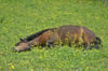 Ein Pferd ist in Neinstedt im Harz in Sachsen-Anhalt von einem mutmaßlichen Tierquäler mit einem Pfeil beschossen worden und wurde dabei schwer verletzt. Symbolbild:
