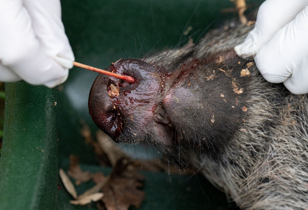 Im Burgenlandkreis wird bereits jedes geschossene oder gefundenen Wildschein beprobt. So soll frühzeitig ein Schweinepest-Ausbruch erkannt werden.