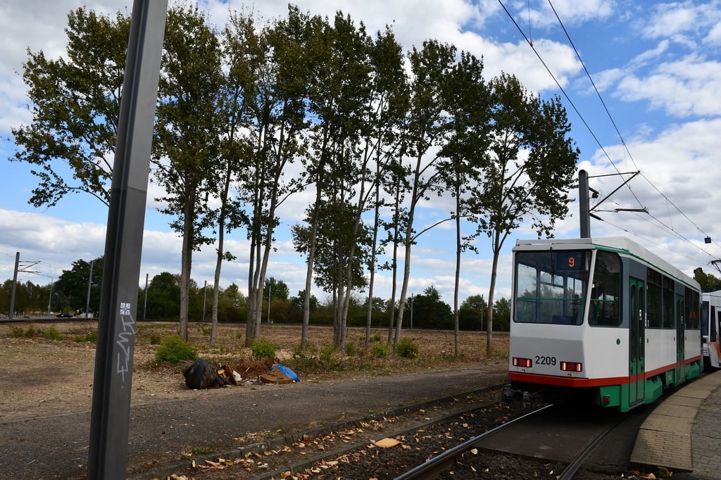 An der Wendeschleife der Straßenbahn im Magdeburger Stadtteil Neustädter See wurden Bäume gefällt.