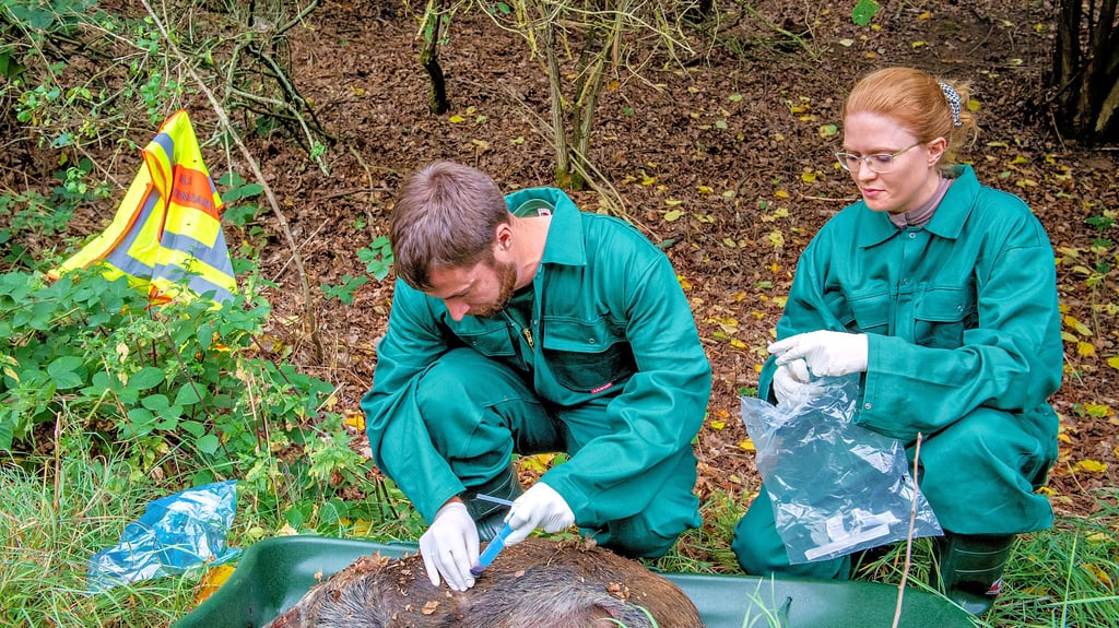 Zwei Mitarbeiter des Veterinäramtes Burgenlandkreis nehmen beim Kadaver eine Blutprobe.