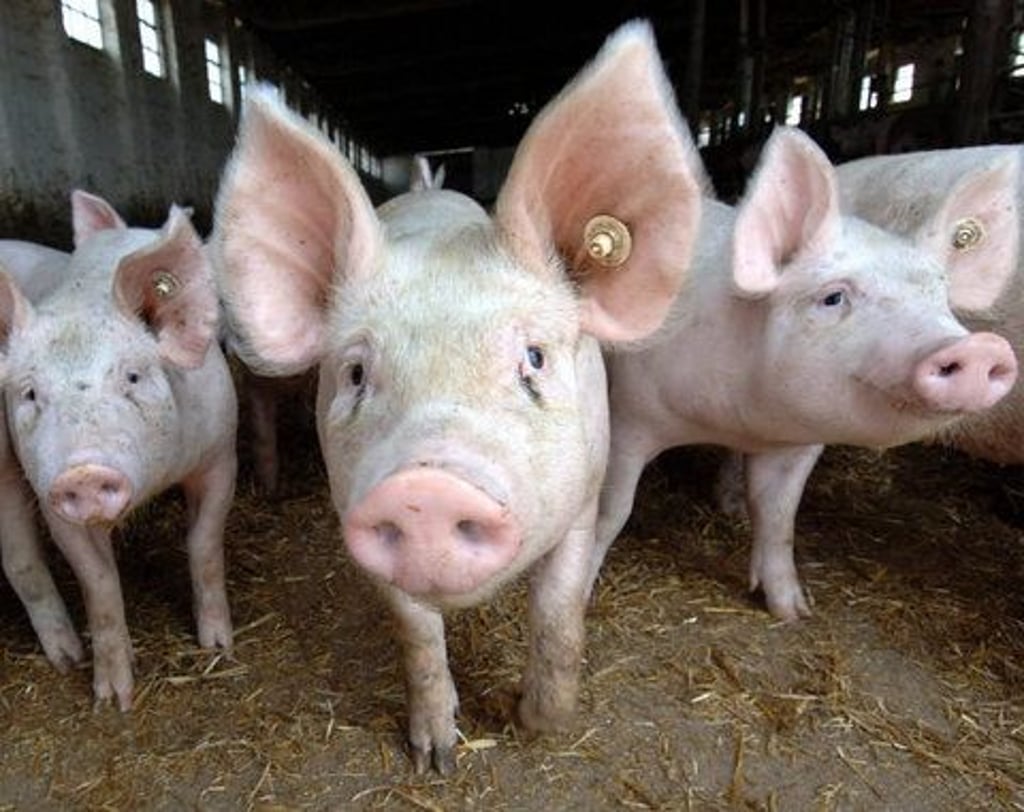Landwirte befürchten die Versorgungssicherheit mit Lebensmitteln in Gefahr.