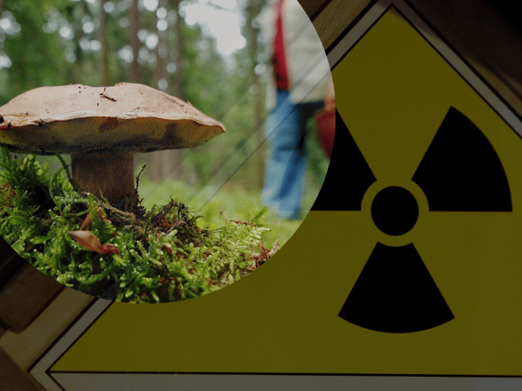 36 Jahre nach der Reaktor-Katastrophe von Tschernobyl können Pilze in Sachsen-Anhalt immer noch radioaktiv kontaminiert sein.