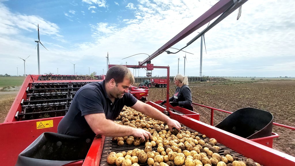 Sebastian Hauser und seine Mitarbeiterin Ingrid Balasch sortieren auf einem Acker zwischen Förderstedt und Staßfurt bei der Kartoffelernte auf dem Kartoffelroder Steine, Erdklumpen und kleine Äste aus. Die Kartoffelernte geht von Juni bis Oktober.