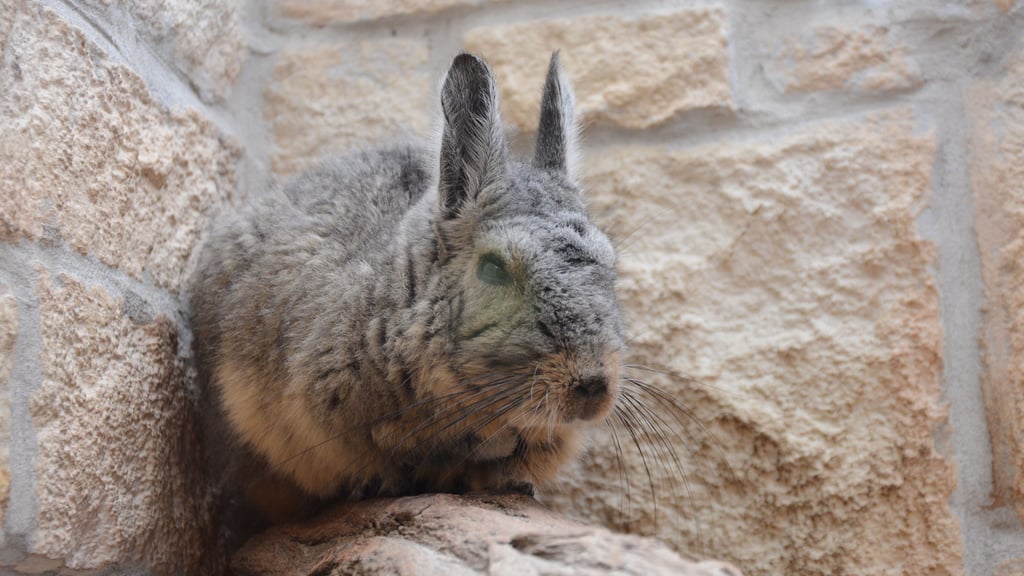 Die Hasenmaus auf dem Bierer Berg in Schönebeck.