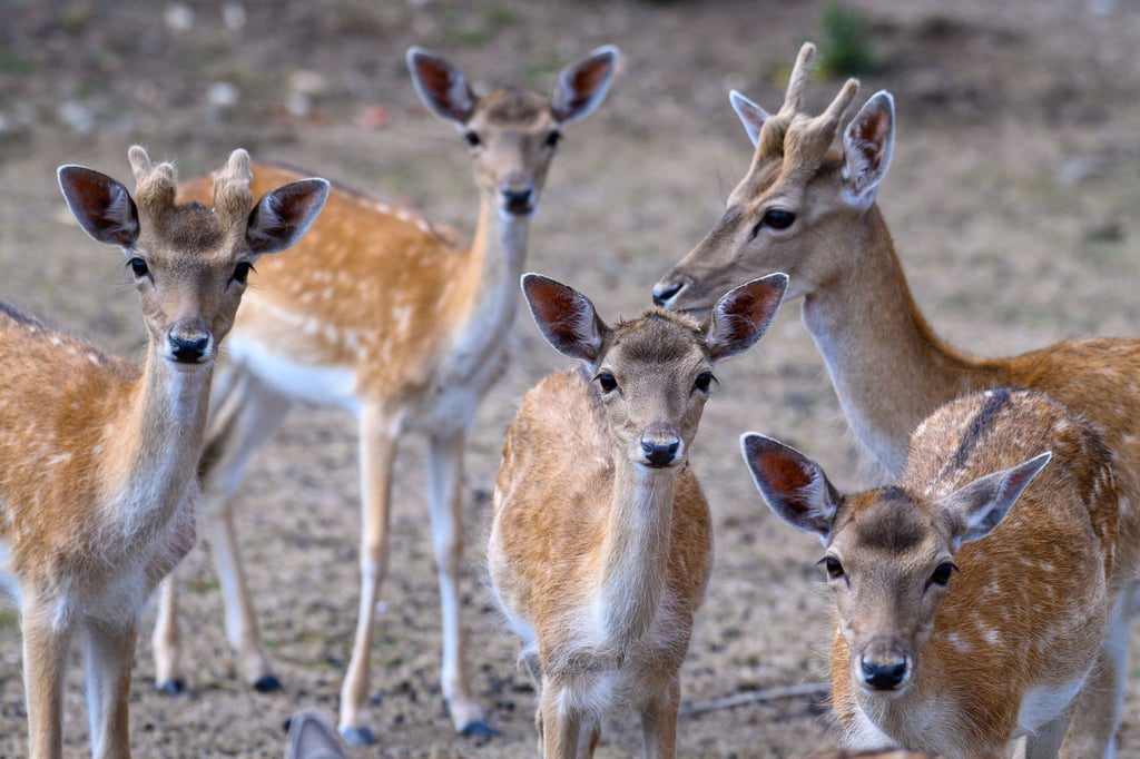 Damwild-Kitze stehen in ihrem Freigehege im Wildpark Weißewarte.