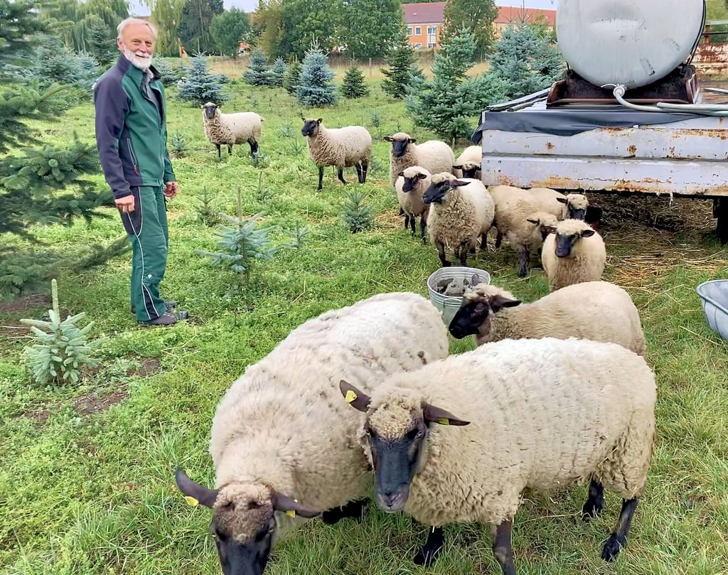 Hans-Jörg Forner hält Schafe der englischen Rasse Shropshire, die nicht seine Weihnachtsbäume anknabbern, sondern das Unkraut dazwischen fressen.