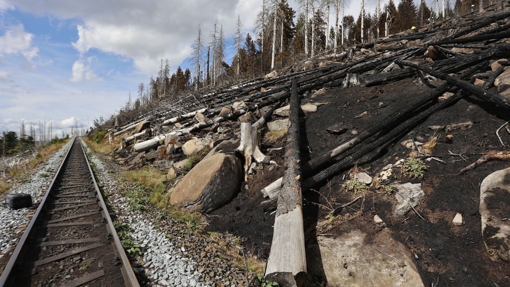 Verkohlte Baumstämme liegen Anfang September im Einsatzgebiet am Brocken.