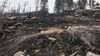 So sieht die Fläche im Nationalpark Harz am Brocken aus, auf der es Anfang September gebrannt hat. Doch auf wie vielen Hektar Wald hat es wirklich gebrannt?