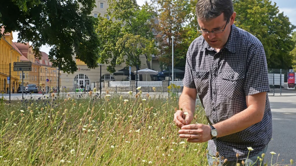 Die Gelbe Skabiose hat seit der Landesgartenschau einen Platz auf der Herrenbreite. Sie war damals Teil des Beetes zur Kaukasussteppe.