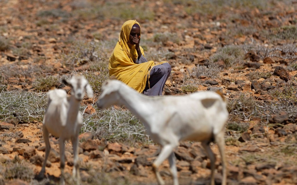 Frau mit Ziegen: Wüstengebiet bei Bandar Beyla im Nordosten der autonomen Region Puntland.