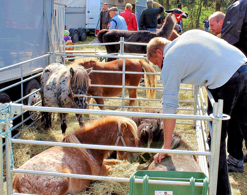 In Linda ist wieder Pferdemarkt.