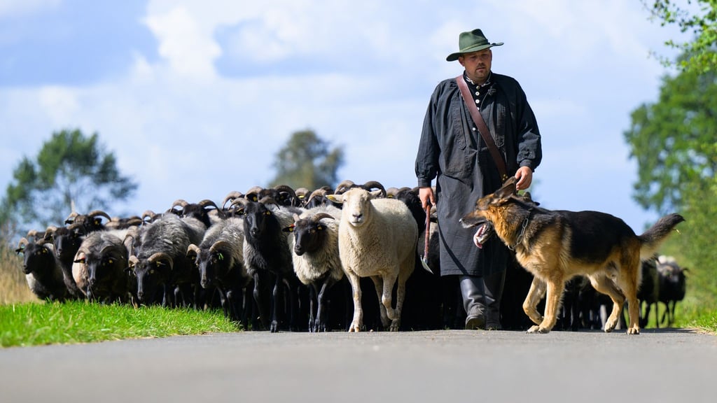 Der Schäfer Julian Schulz treibt mit seinen Hütehunden die Heidschnucken-Herde auf einer Straße entlang. Die besten Schäfer Deutschlands und ihre Hütehunde messen sich beim Bundesleistungshüten.