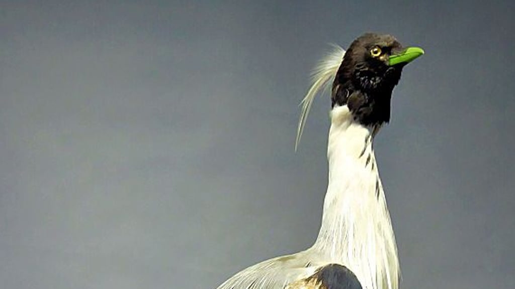 Präparat eines Schopfgrünschnabels, zu sehen im Vogelkundemuseum Heineanum.