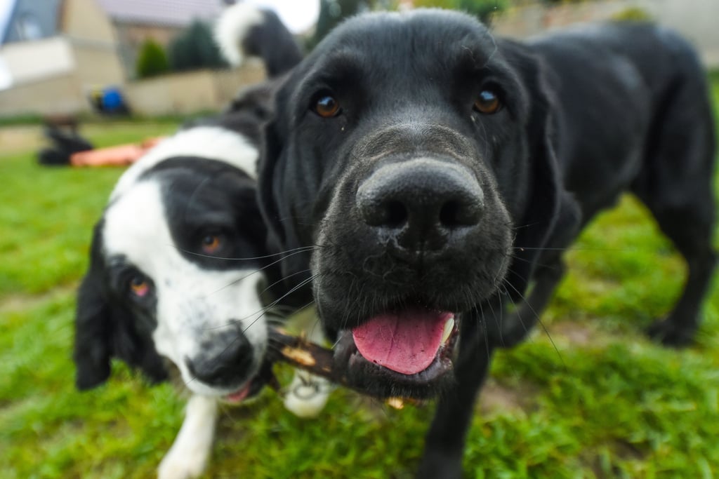 In der Pandemie haben sich viele Menschen einen Hund zugelegt - dafür zahlen mag aber nicht jeder.