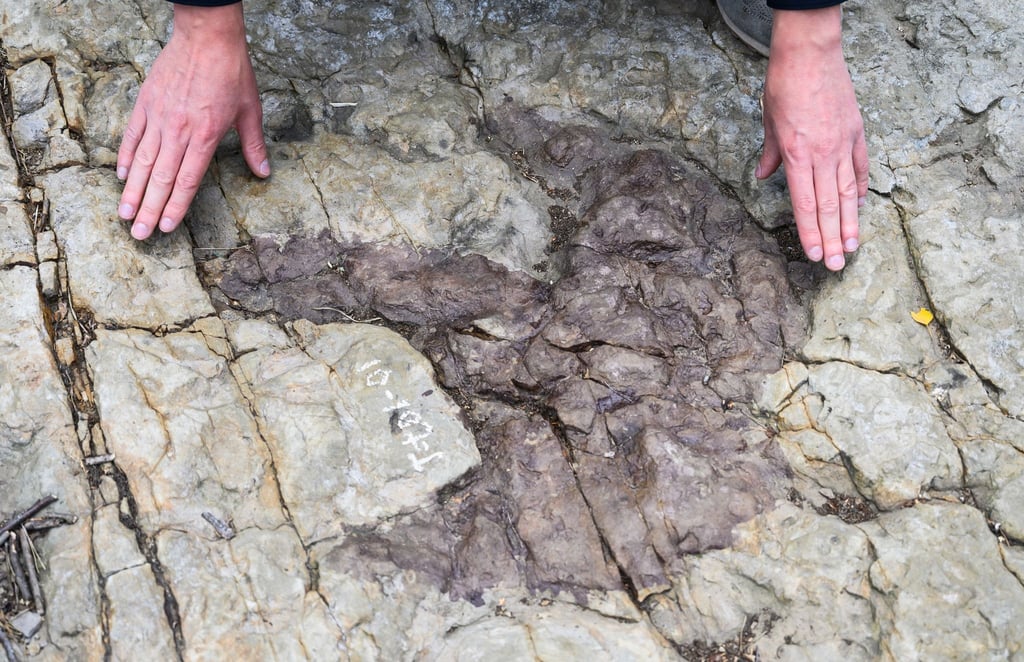 Ein Fußabdruck eines Raubsauriers ist im Dinopark zu sehen.