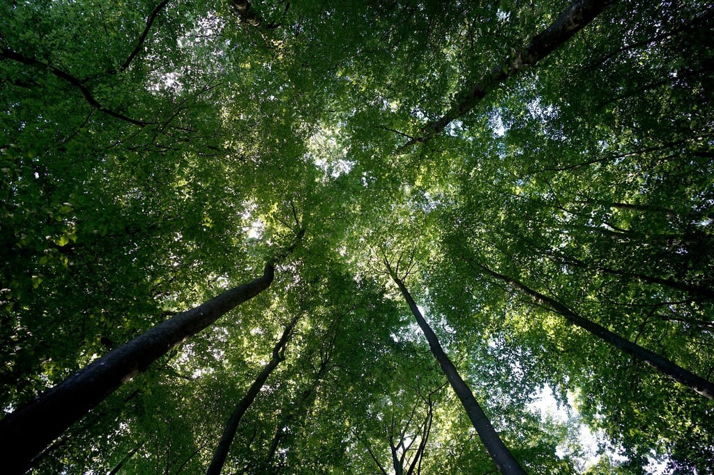 Blick in einen Wald.