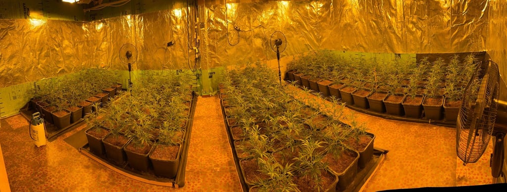 Die Cannabis-Anlage in Gardelegen, die bei einer Razzia am 23. Februar dieses Jahres ausgehoben wurde.
