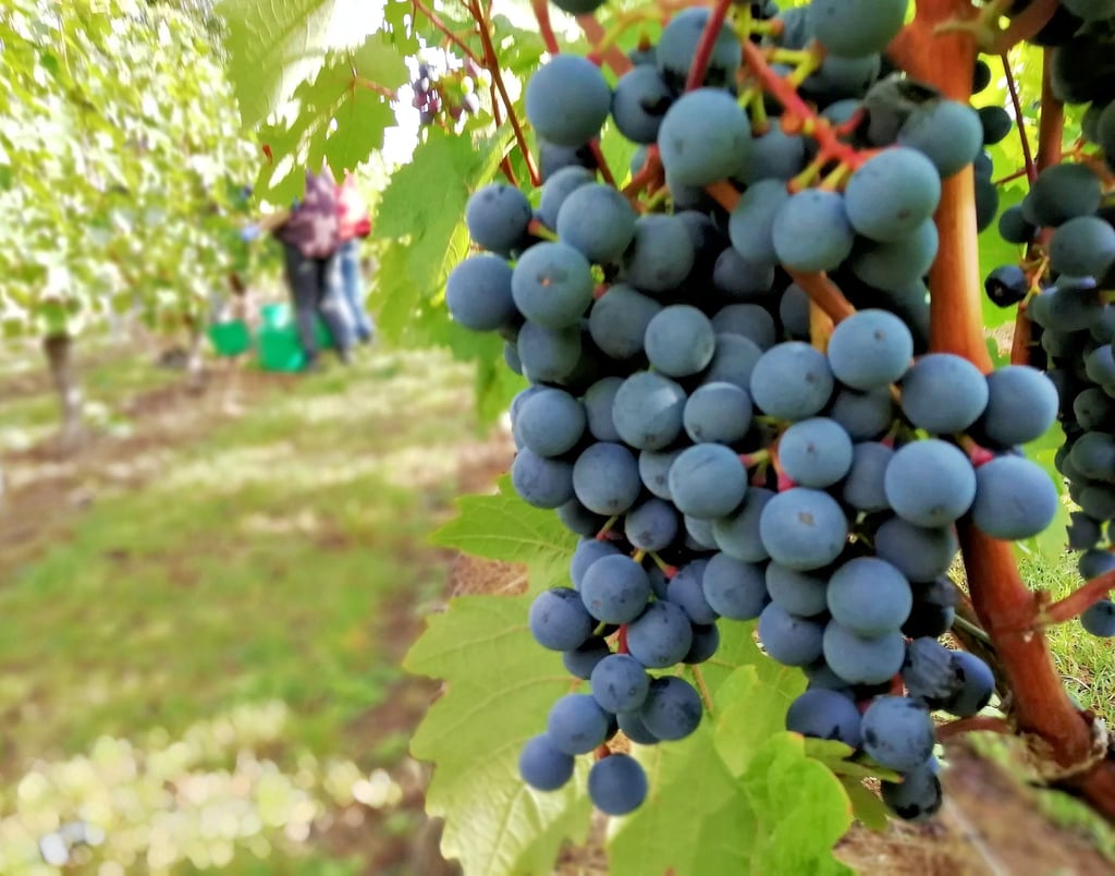 Große Trauben mit fruchtig-süß schmeckenden, blauschwarzen Beeren: An diesem Morgen beginnt die Ernte an den Dornfelder-Rebstöcken im Weinberg am Königstein.