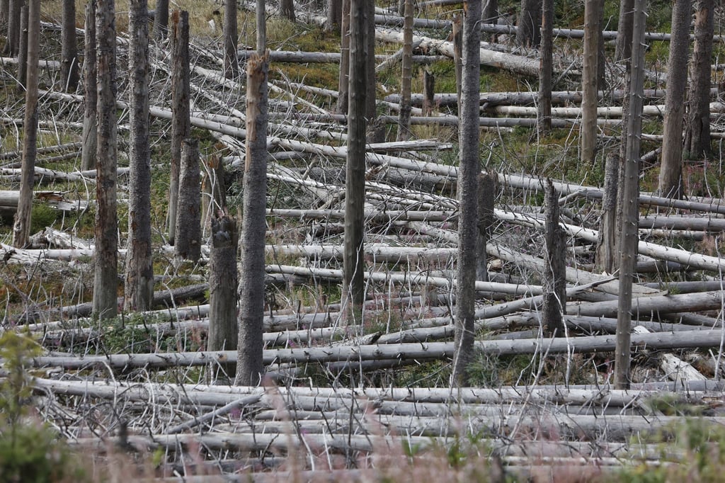 Totholz liegt am Brocken im Wald herum. Politik und Experten sind sich uneinig, ob Totholz im Wald gefährlich ist.