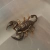Dieser giftige Skorpion krabbelte in Halle durch ein Wohnzimmer.