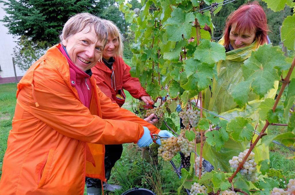 Arbeit an der frischen Luft. Ingrid Richter (links) und Kornelia Becher (rechts) helfen zum ersten Mal in der Weinlese mit.